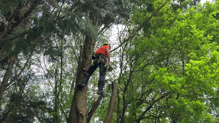 Best Tree Risk Assessment  in Westway, TX