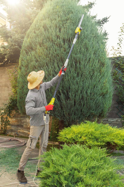How Our Tree Care Process Works  in  Westway, TX